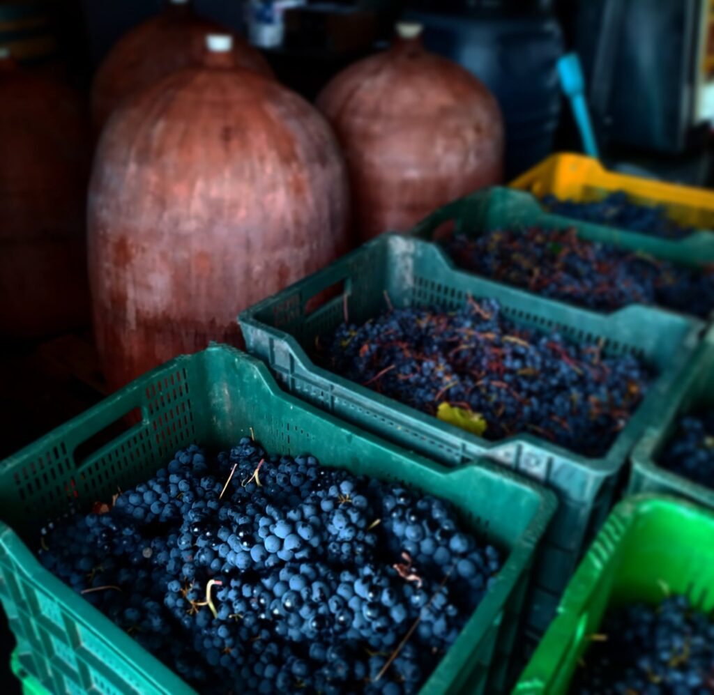 Como se hace vino en granada