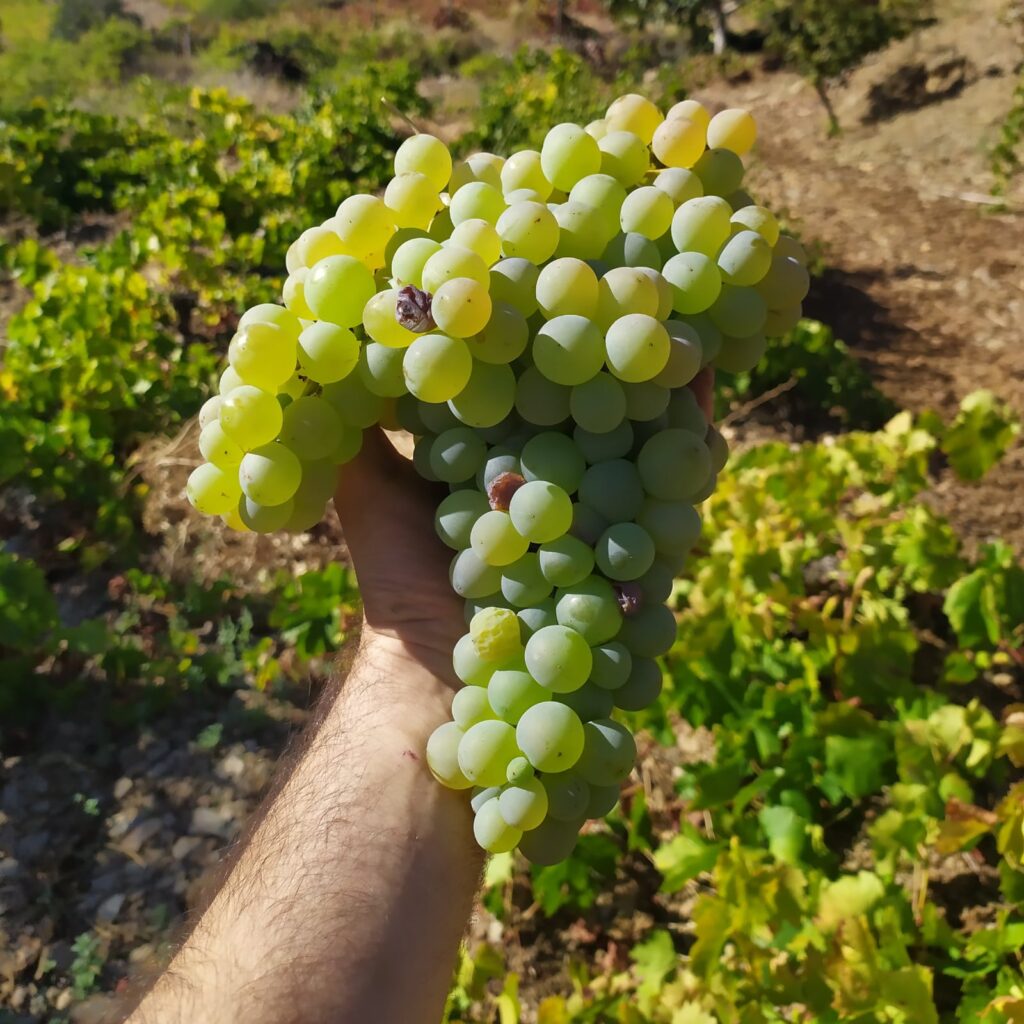 Los mejores vinos de uva de Andalucía